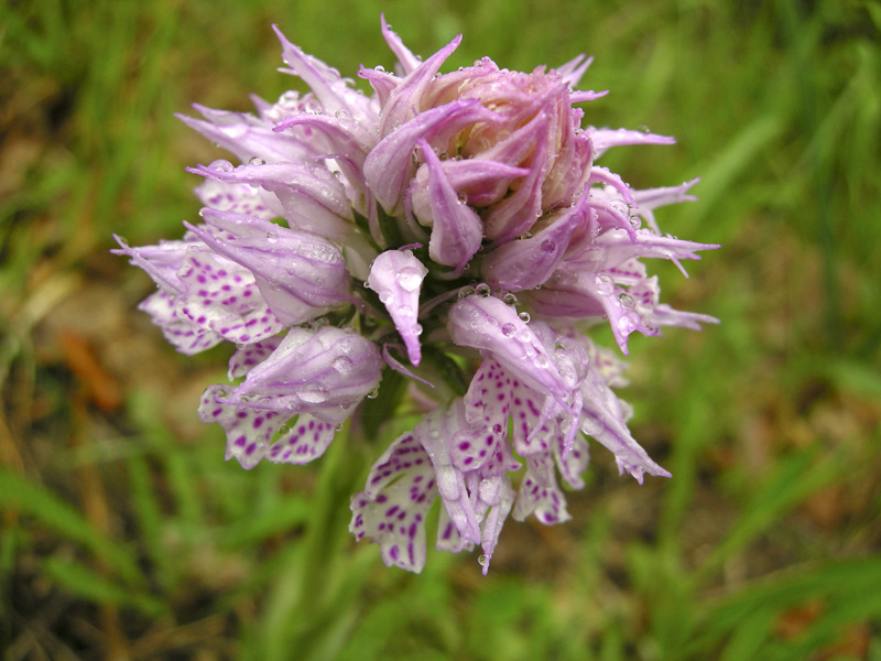 Orchidee del Chianti 2009